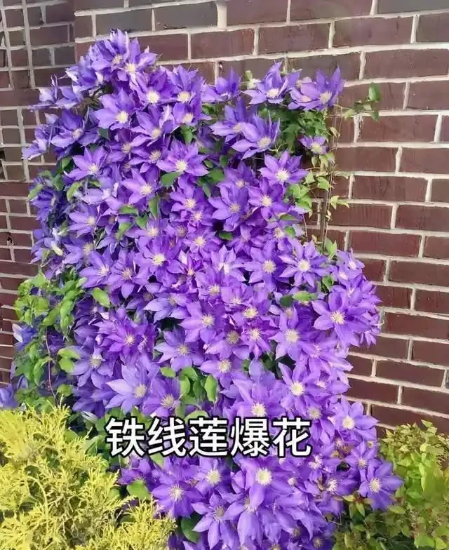 清明前,適合栽這10種花,都是有名的「開花勞模」,漂亮好養