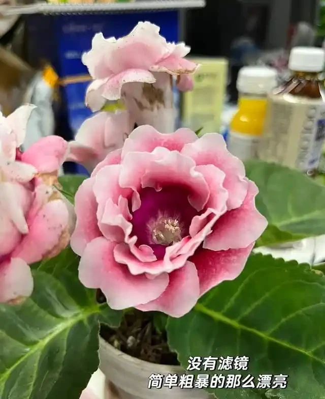 清明前,適合栽這10種花,都是有名的「開花勞模」,漂亮好養