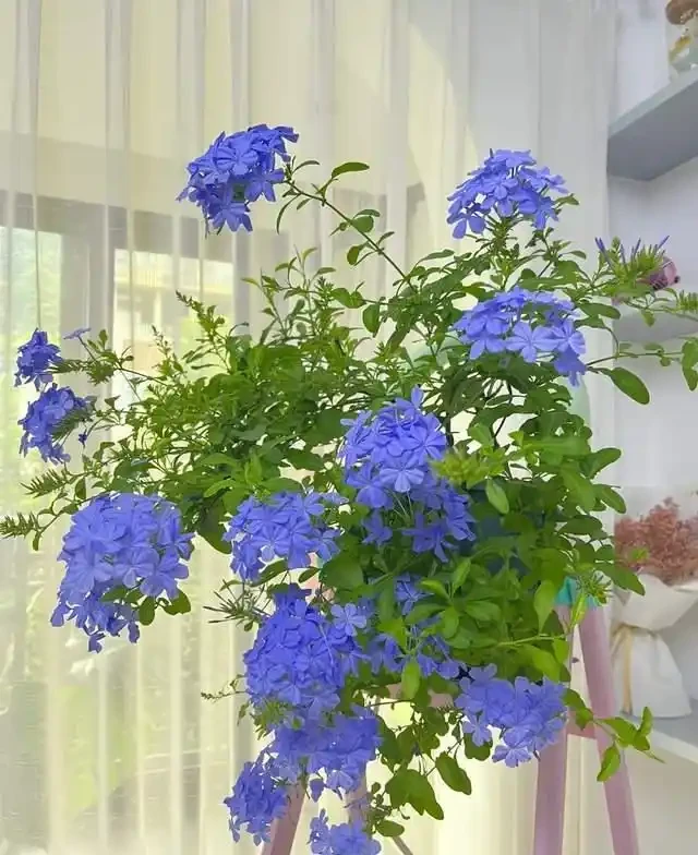 清明前,適合栽這10種花,都是有名的「開花勞模」,漂亮好養