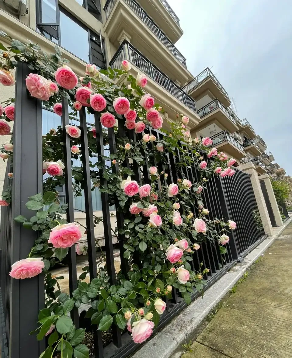 爬牆薔薇
