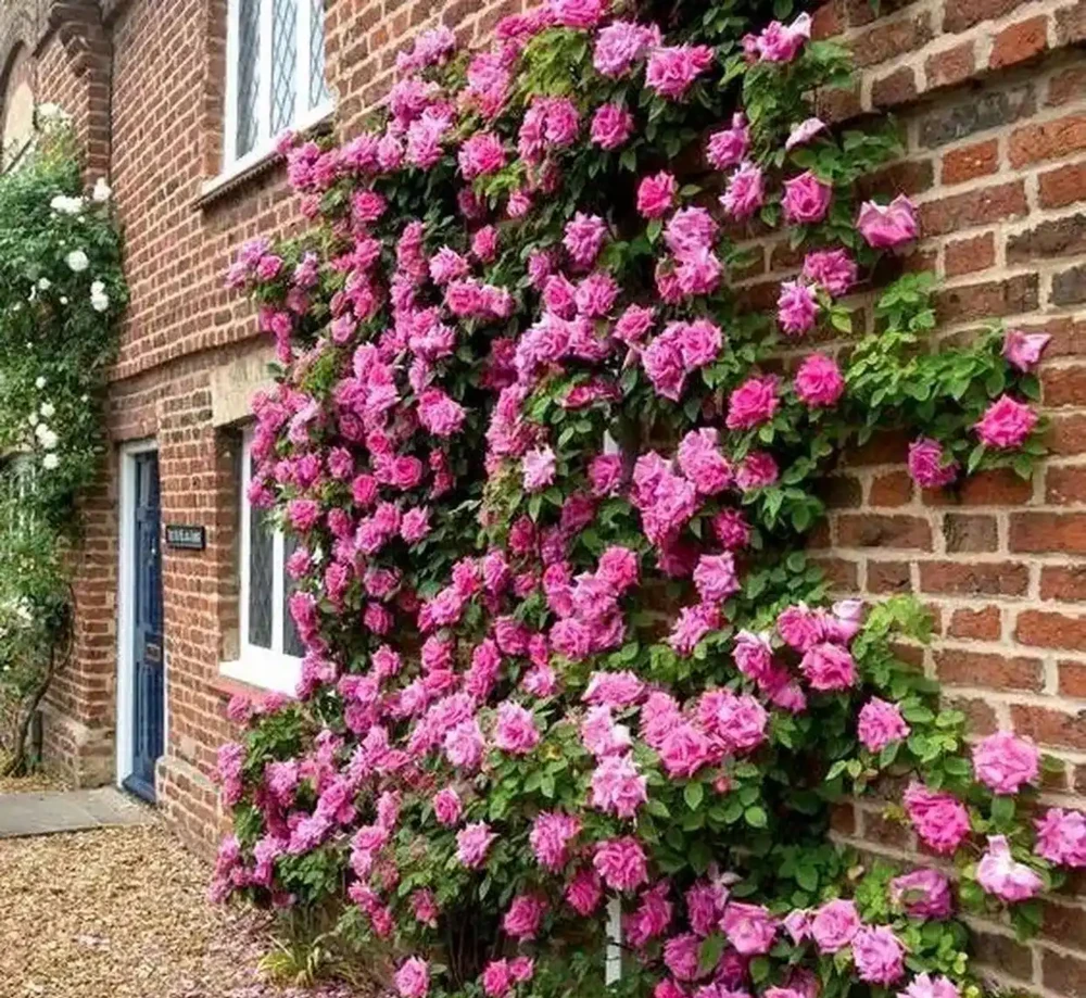爬牆薔薇