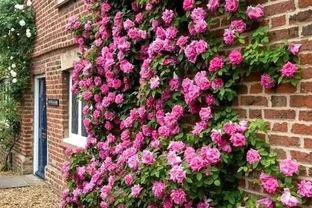 爬牆薔薇花種子種植方法和時間