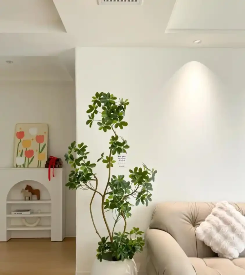 能淨化空氣的5種花,家裡養上一盆,越養空氣越清新!