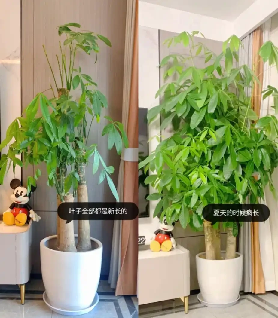 能淨化空氣的5種花,家裡養上一盆,越養空氣越清新!