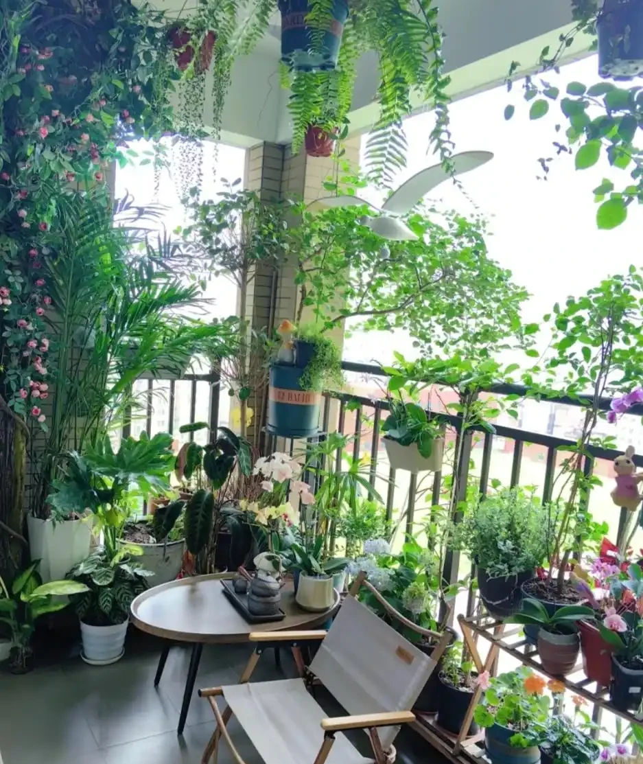 能淨化空氣的5種花,家裡養上一盆,越養空氣越清新!