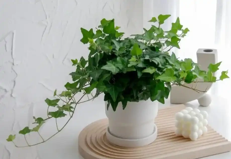 能淨化空氣的5種花,家裡養上一盆,越養空氣越清新!