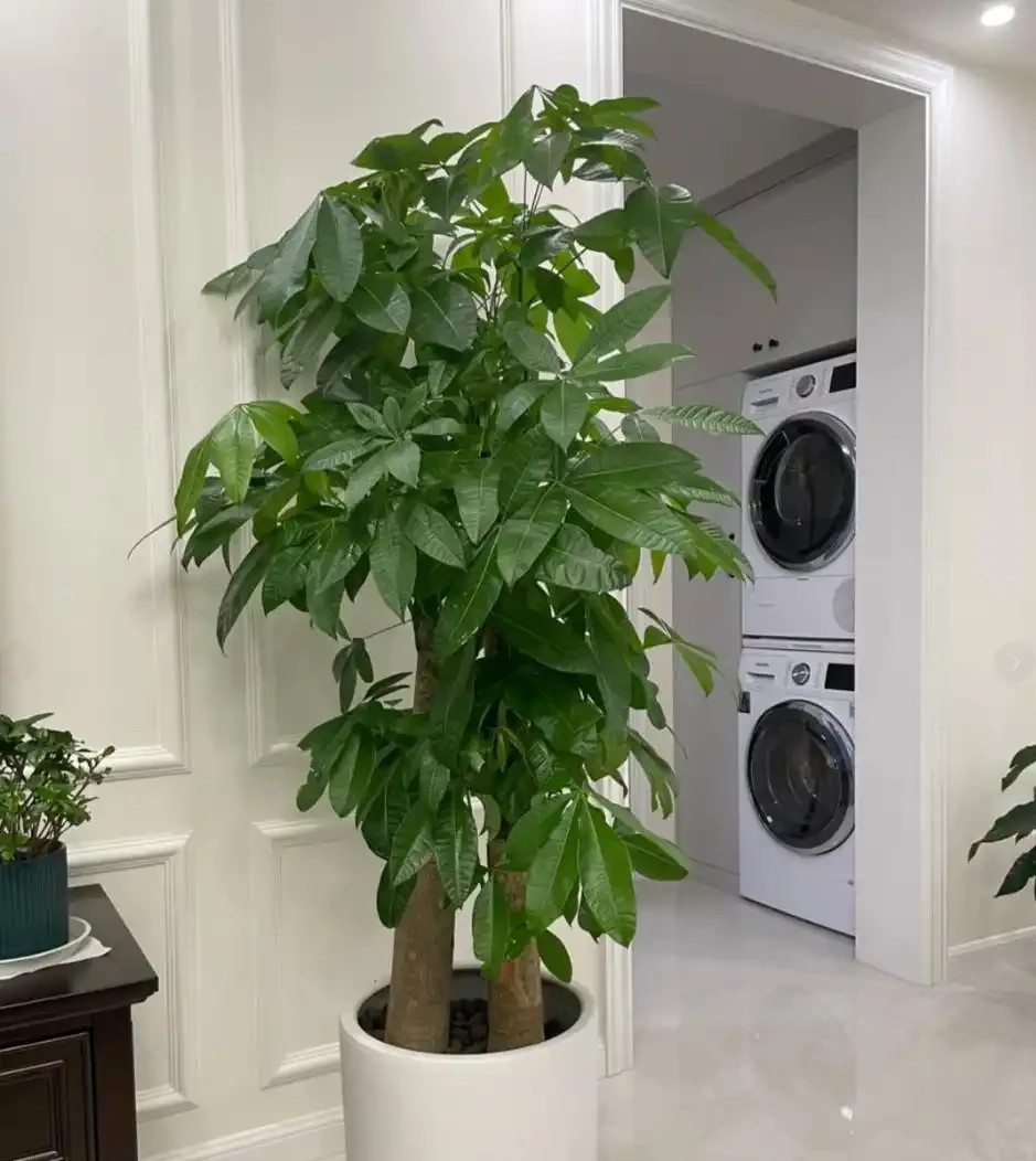 能淨化空氣的5種花,家裡養上一盆,越養空氣越清新!