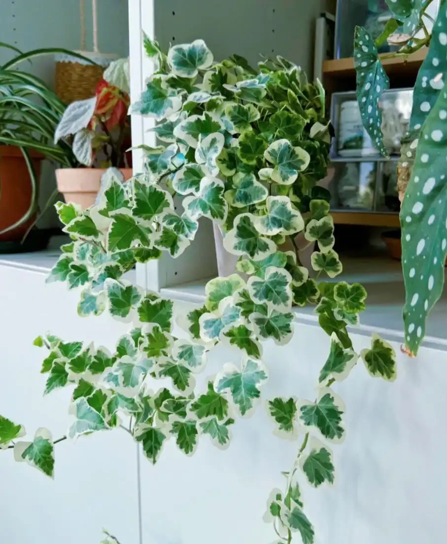 能淨化空氣的5種花,家裡養上一盆,越養空氣越清新!