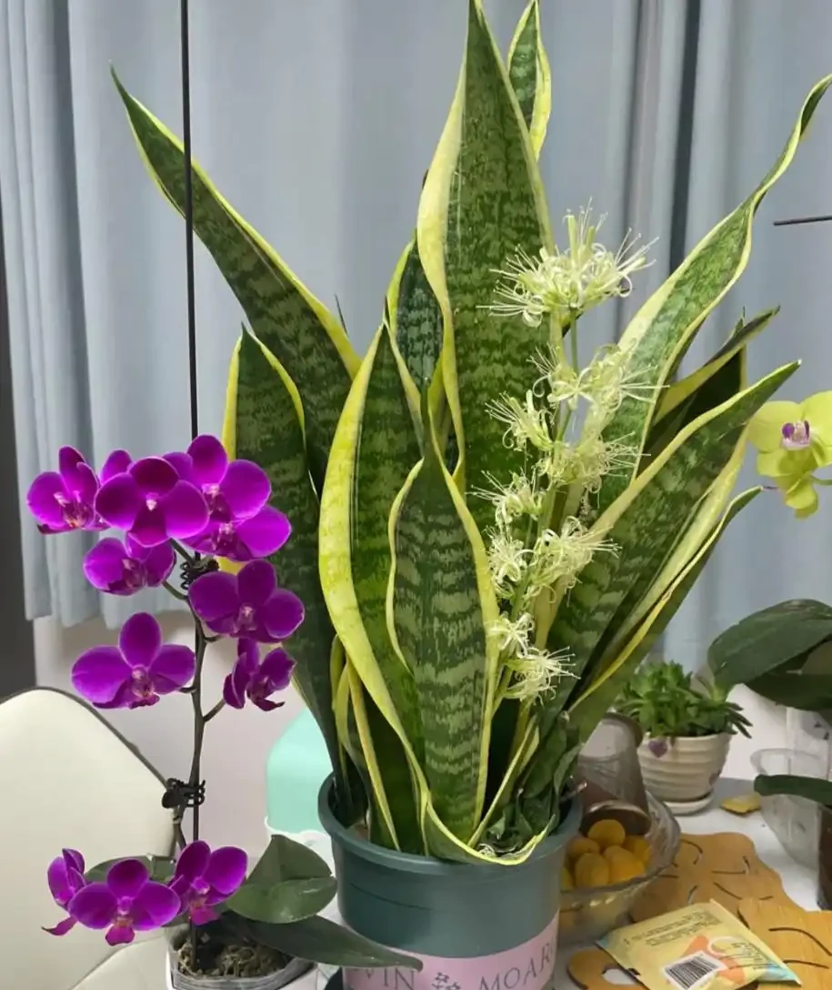 能淨化空氣的5種花,家裡養上一盆,越養空氣越清新!