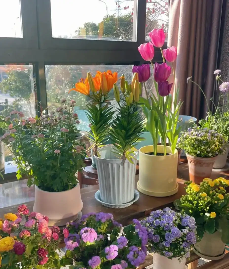 能淨化空氣的5種花,家裡養上一盆,越養空氣越清新!
