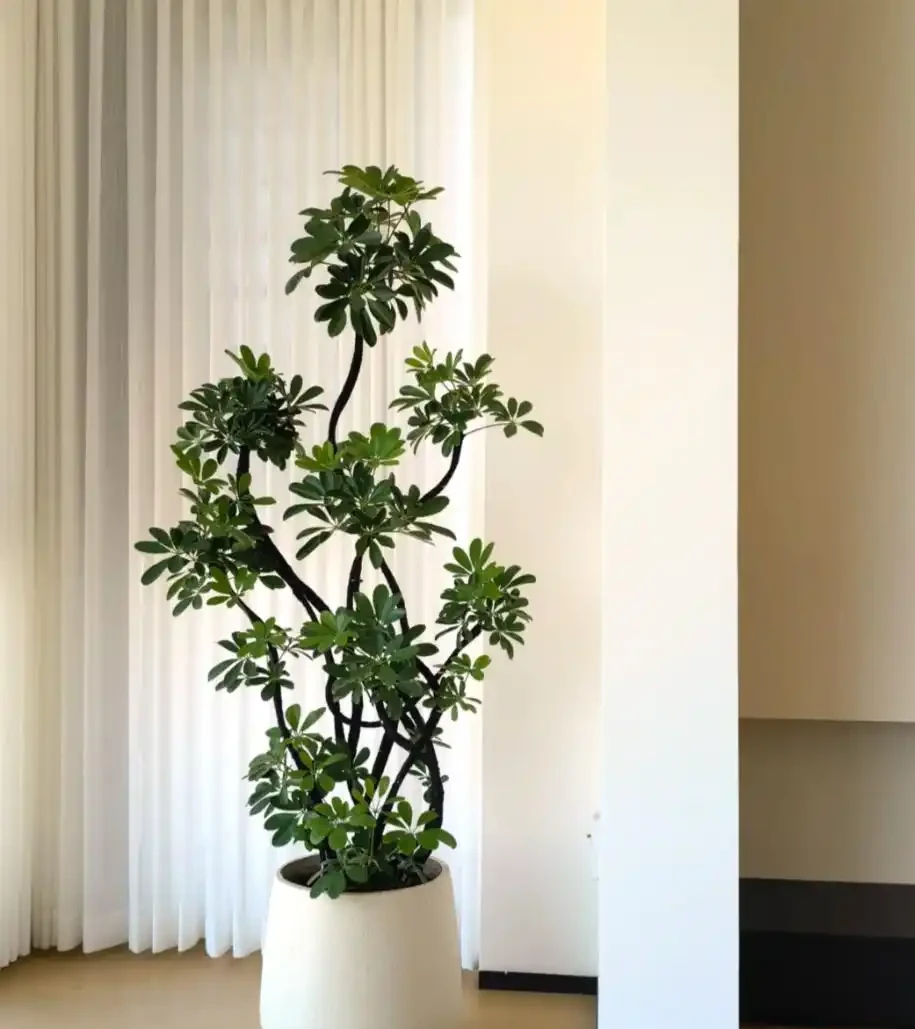 能淨化空氣的5種花,家裡養上一盆,越養空氣越清新!