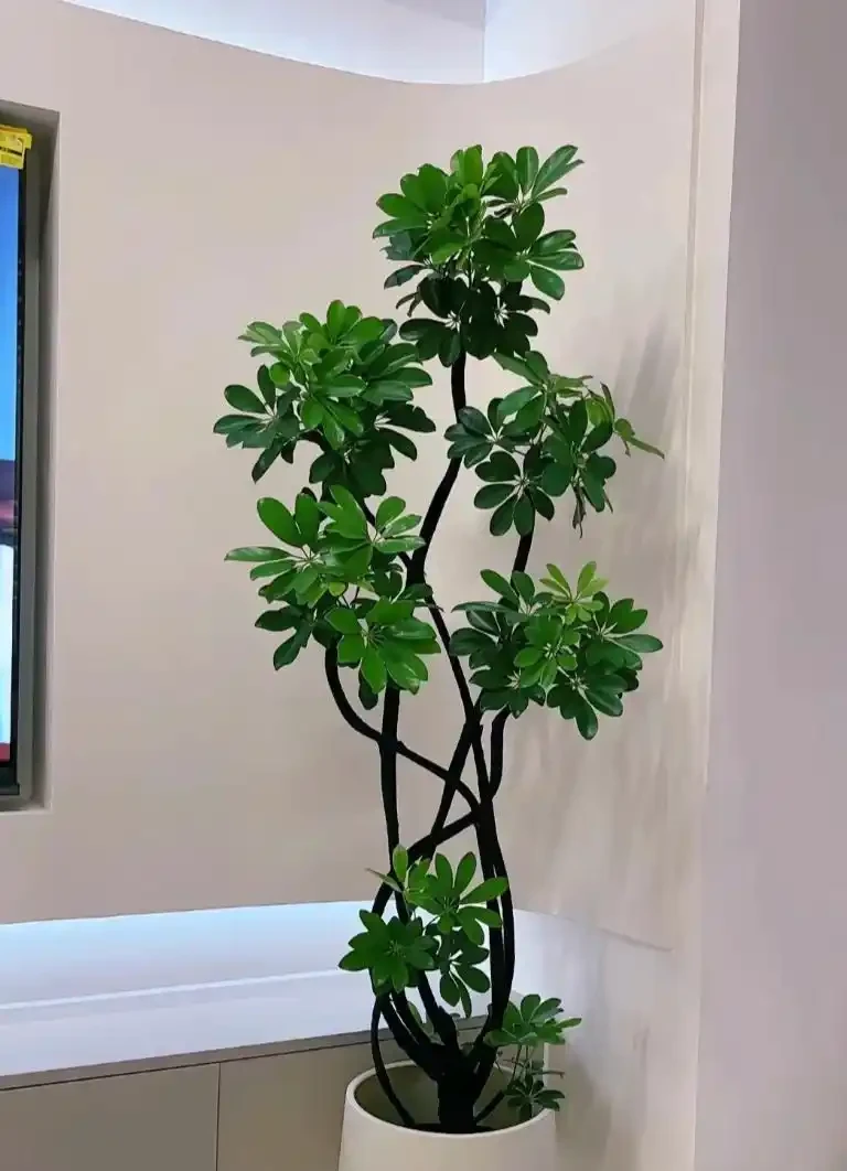 能淨化空氣的5種花,家裡養上一盆,越養空氣越清新!