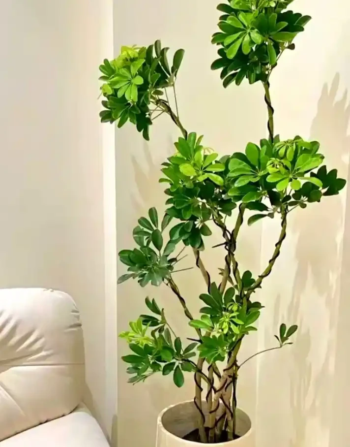 能淨化空氣的5種花,家裡養上一盆,越養空氣越清新!