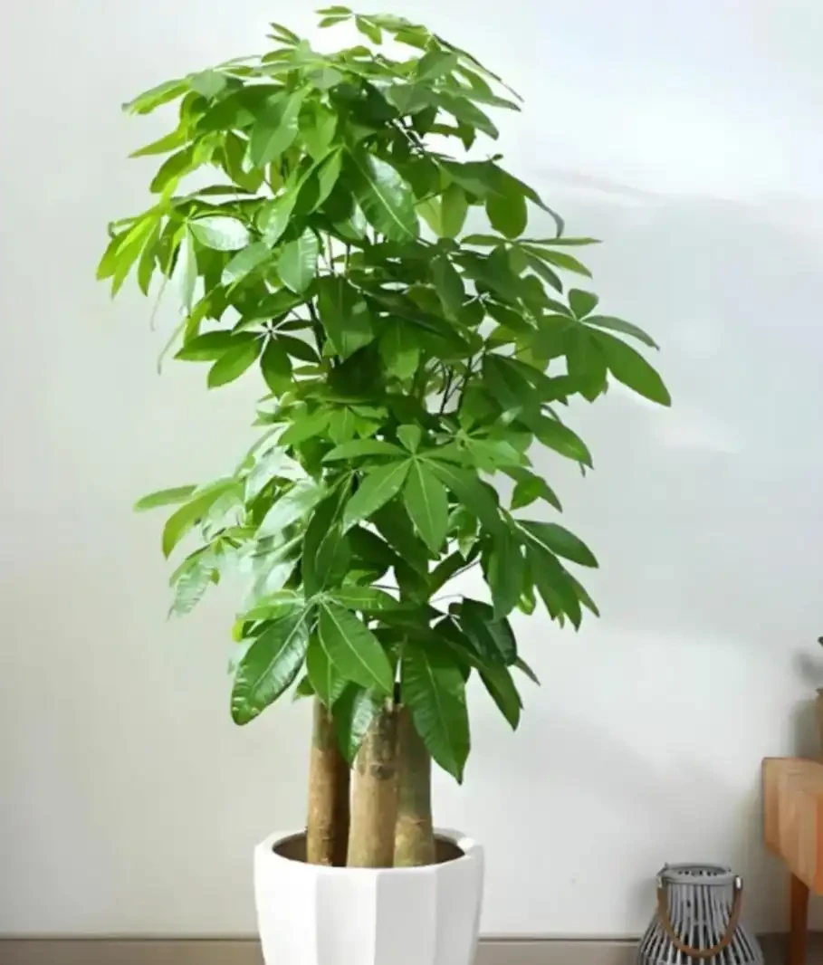 能淨化空氣的5種花,家裡養上一盆,越養空氣越清新!