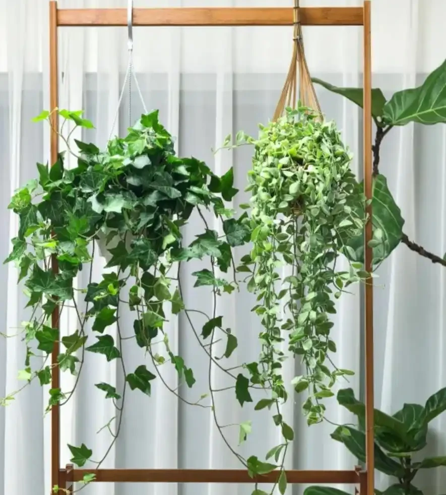 能淨化空氣的5種花,家裡養上一盆,越養空氣越清新!