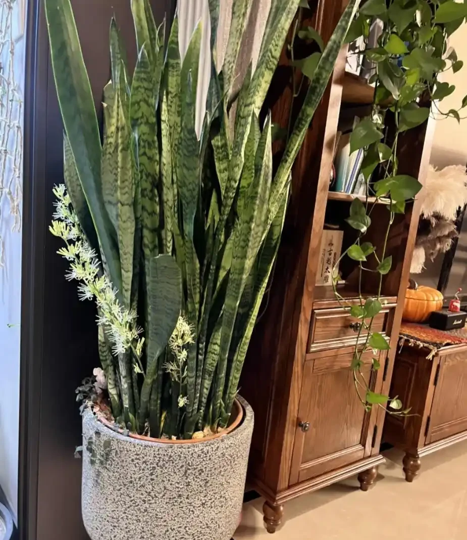 能淨化空氣的5種花,家裡養上一盆,越養空氣越清新!
