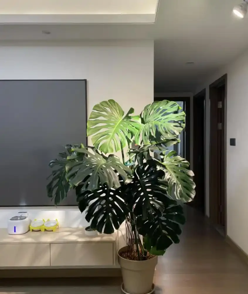 能淨化空氣的5種花,家裡養上一盆,越養空氣越清新!