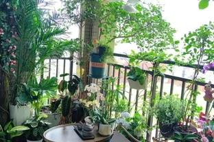 能淨化空氣的5種花，家裡養上一盆，越養空氣越清新！