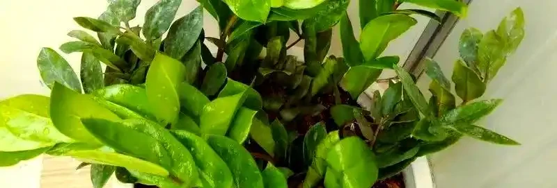 雪鐵芋葉子發黃的原因與解決對策