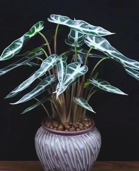 喜陰空間的花卉寶藏:20 種喜陰花卉推薦,快來看看你家有幾種?