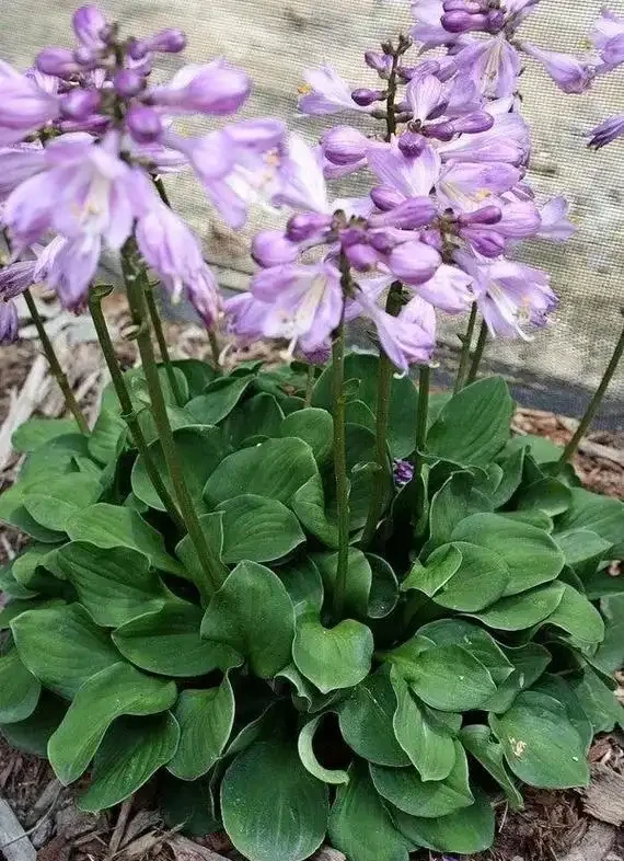 喜陰空間的花卉寶藏:20 種喜陰花卉推薦,快來看看你家有幾種?