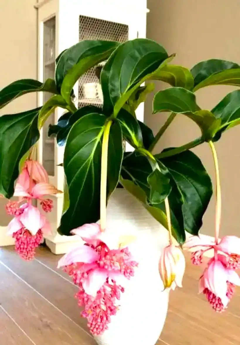 喜陰空間的花卉寶藏:20 種喜陰花卉推薦,快來看看你家有幾種?