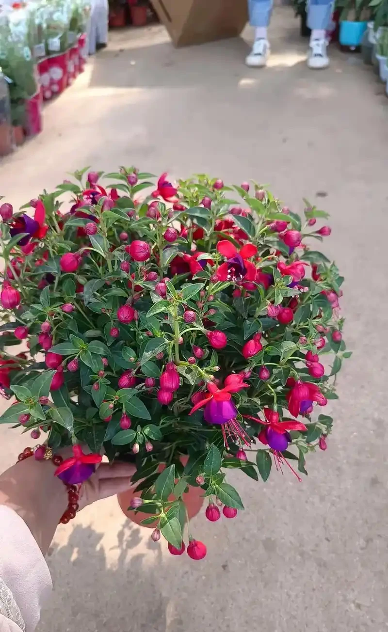 喜陰空間的花卉寶藏:20 種喜陰花卉推薦,快來看看你家有幾種?