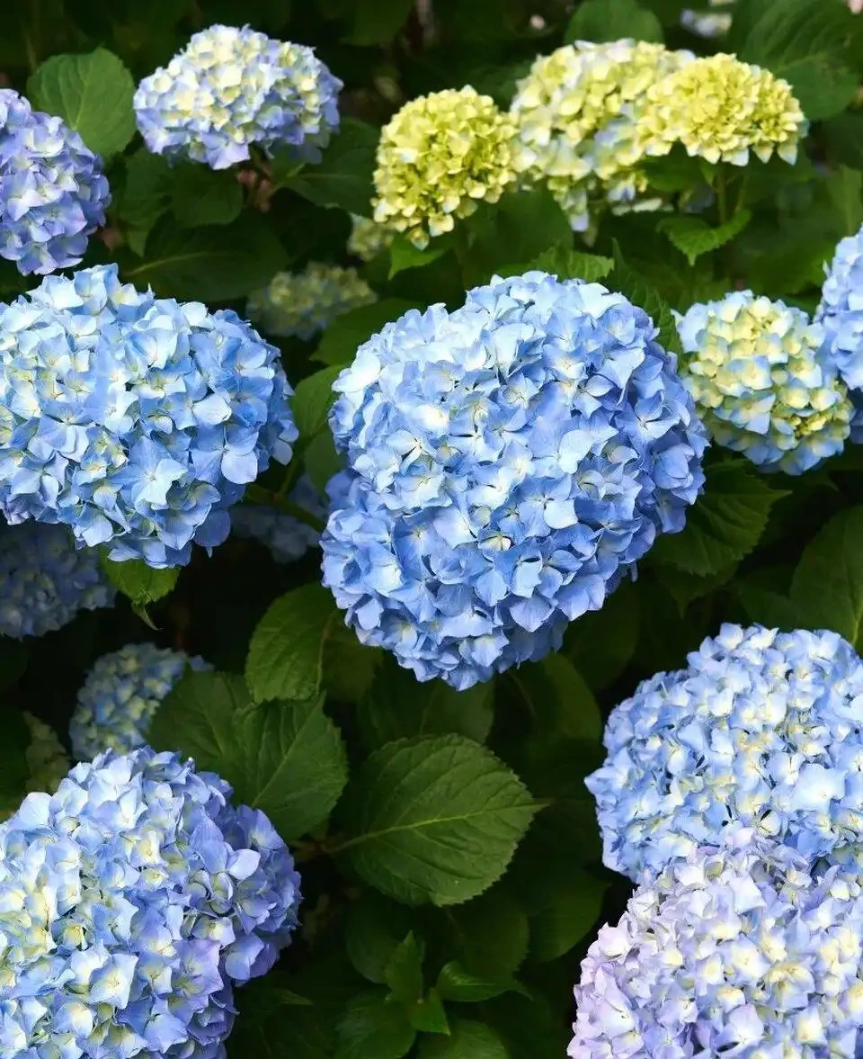 喜陰空間的花卉寶藏:20 種喜陰花卉推薦,快來看看你家有幾種?