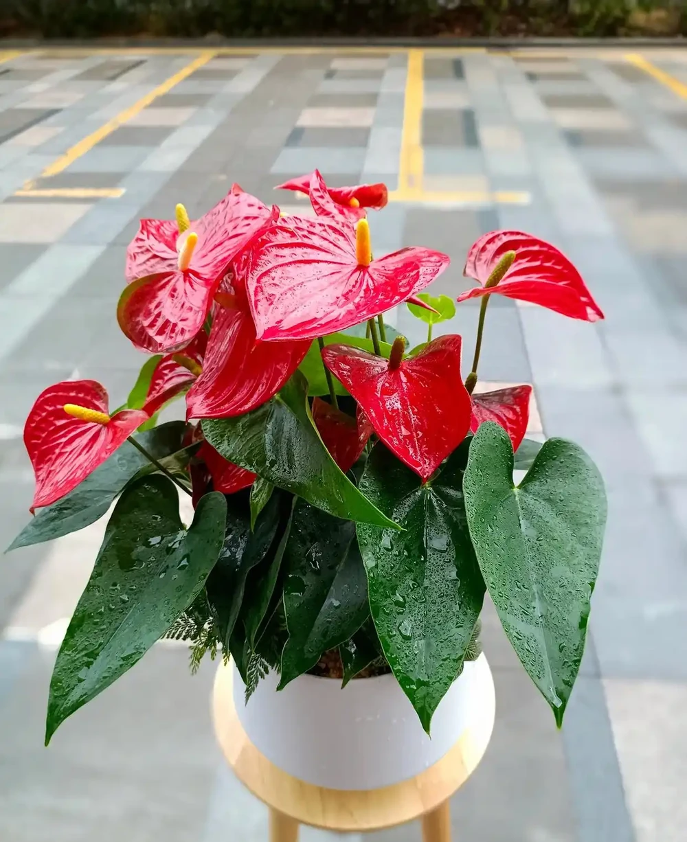 喜陰空間的花卉寶藏:20 種喜陰花卉推薦,快來看看你家有幾種?