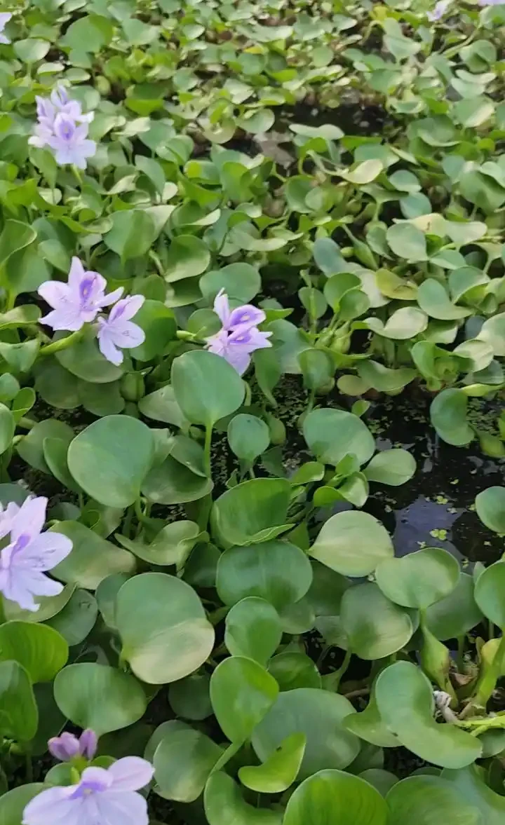 喜陰空間的花卉寶藏:20 種喜陰花卉推薦,快來看看你家有幾種?