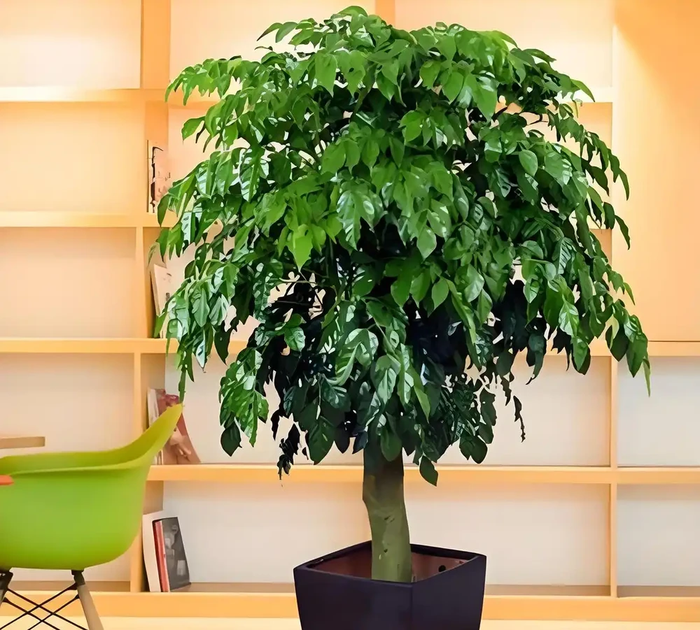 喜陰空間的花卉寶藏:20 種喜陰花卉推薦,快來看看你家有幾種?