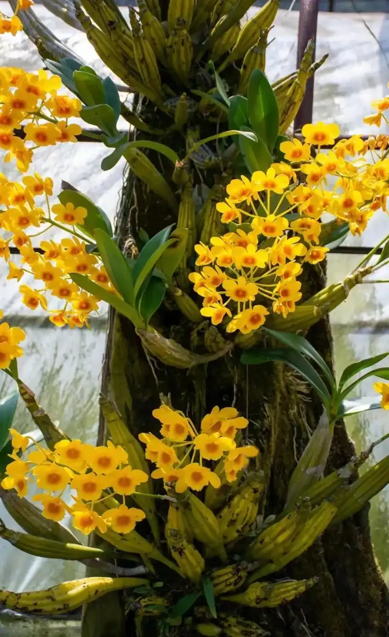 喜陰空間的花卉寶藏:20 種喜陰花卉推薦,快來看看你家有幾種?