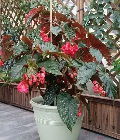 喜陰空間的花卉寶藏:20 種喜陰花卉推薦,快來看看你家有幾種?