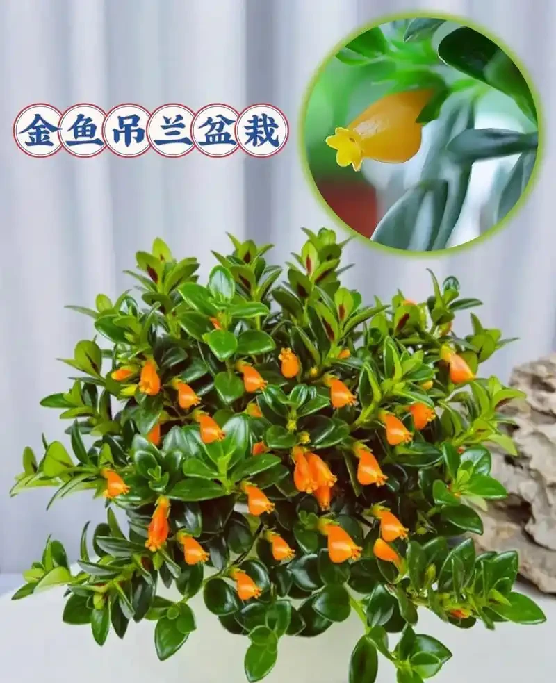 喜陰空間的花卉寶藏:20 種喜陰花卉推薦,快來看看你家有幾種?