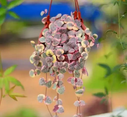 喜陰空間的花卉寶藏:20 種喜陰花卉推薦,快來看看你家有幾種?