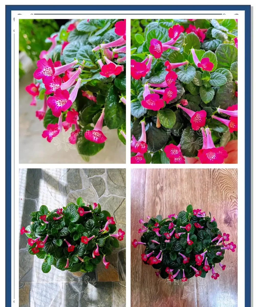喜陰空間的花卉寶藏:20 種喜陰花卉推薦,快來看看你家有幾種?