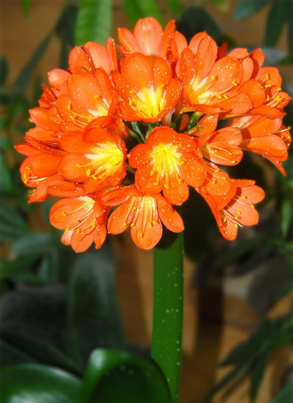 喜陰空間的花卉寶藏:20 種喜陰花卉推薦,快來看看你家有幾種?