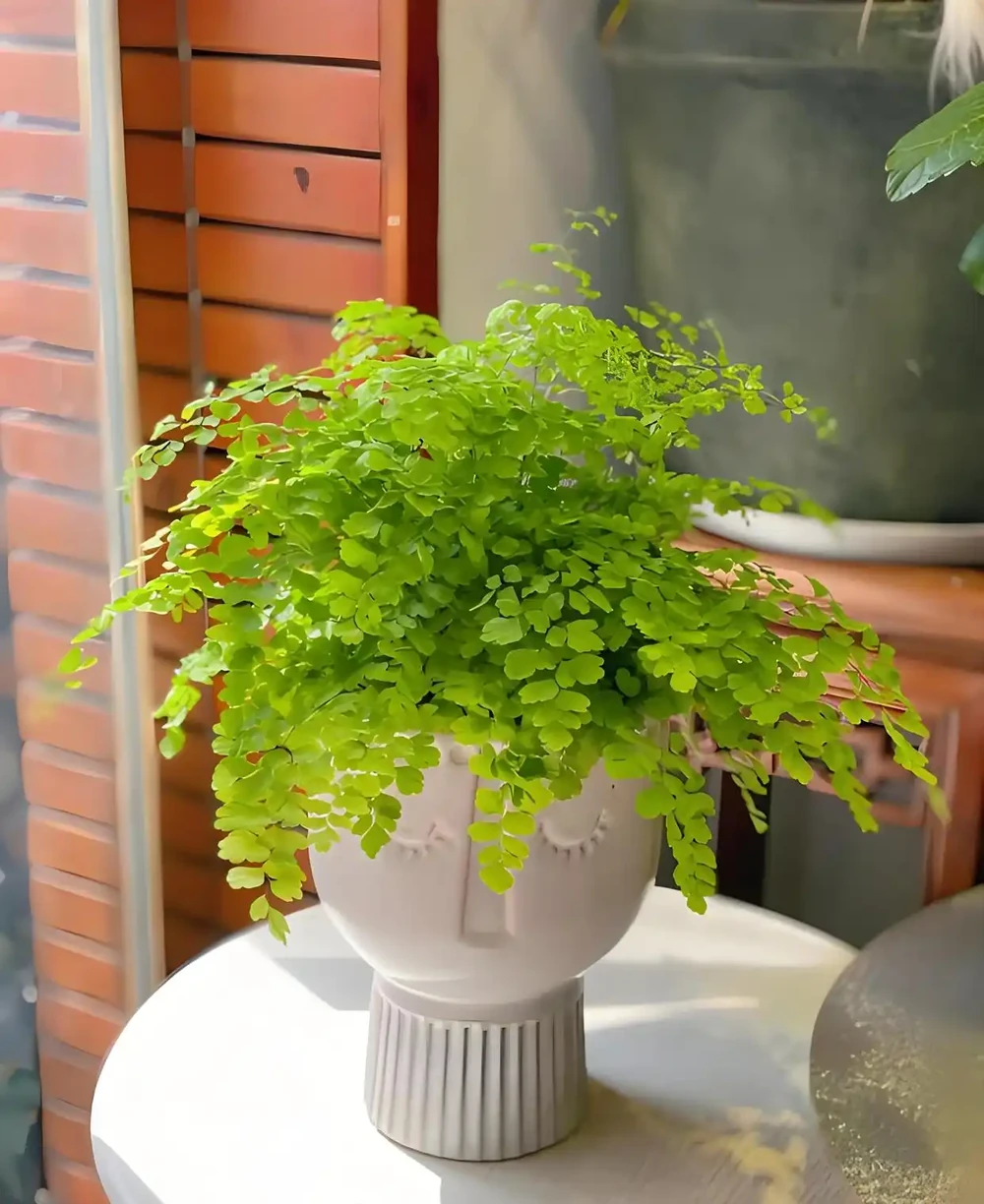 喜陰空間的花卉寶藏:20 種喜陰花卉推薦,快來看看你家有幾種?