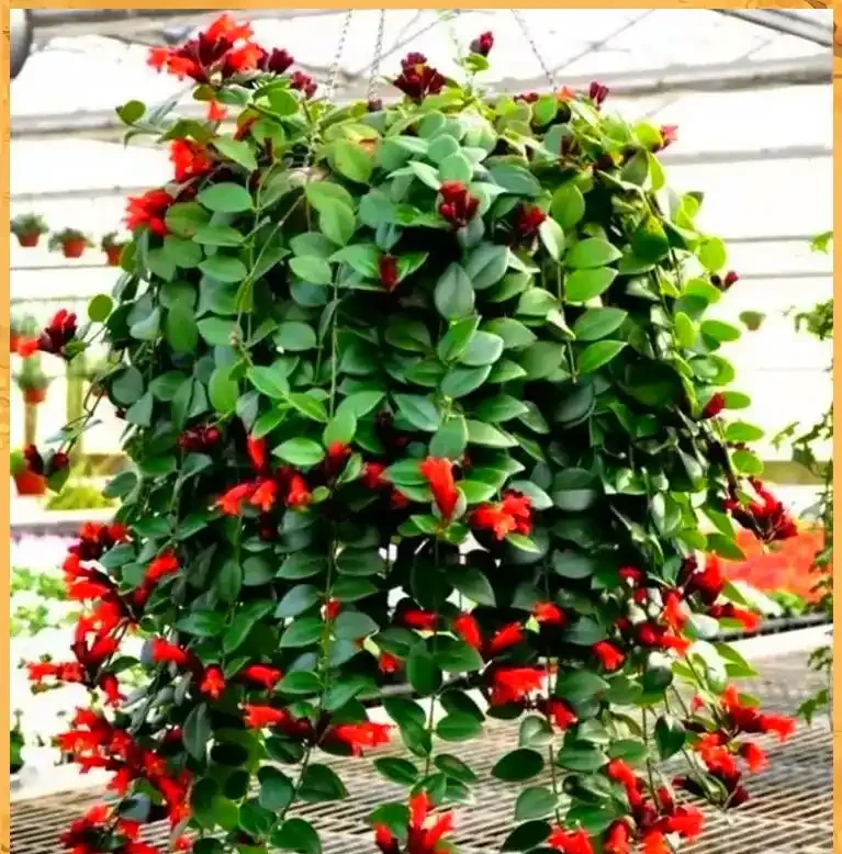 喜陰空間的花卉寶藏:20 種喜陰花卉推薦,快來看看你家有幾種?