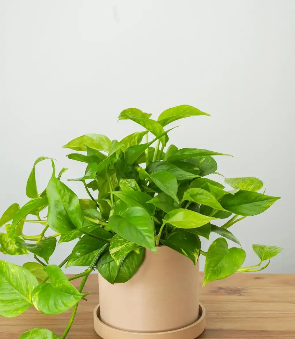 喜陰空間的花卉寶藏:20 種喜陰花卉推薦,快來看看你家有幾種?