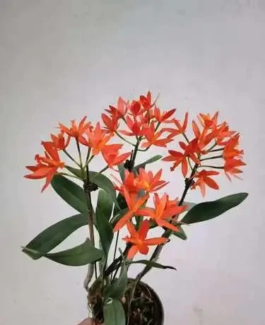 喜陰空間的花卉寶藏:20 種喜陰花卉推薦,快來看看你家有幾種?