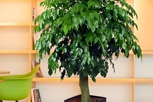 喜陰空間的花卉寶藏：20 種喜陰花卉推薦，快來看看你家有幾種？