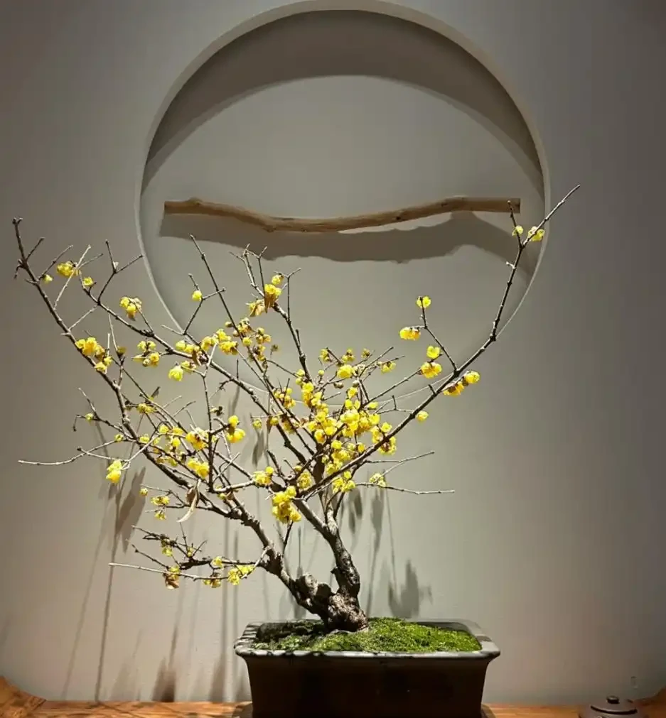 適合北方人養的花,零下15°還凍不死,花開那叫一個美!
