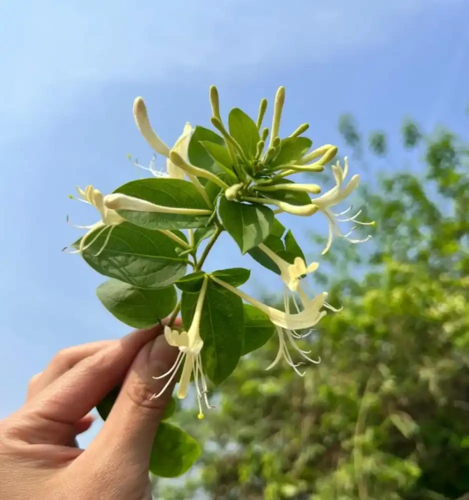 適合北方人養的花,零下15°還凍不死,花開那叫一個美!