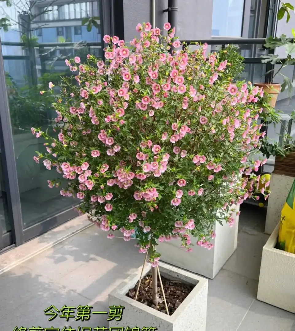 適合北方人養的花,零下15°還凍不死,花開那叫一個美!