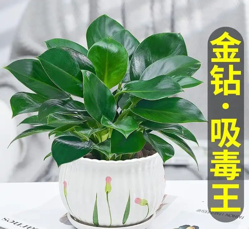 遺傳與品種特性