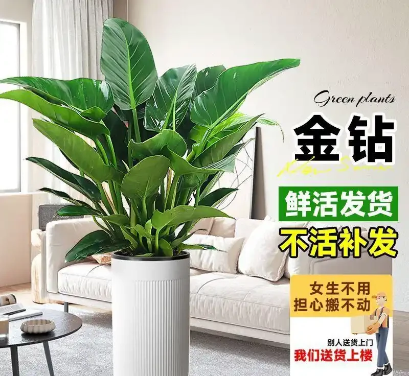 開花稀缺性