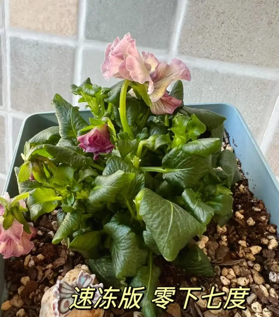 適合北方人養的花,零下15°還凍不死,花開那叫一個美!