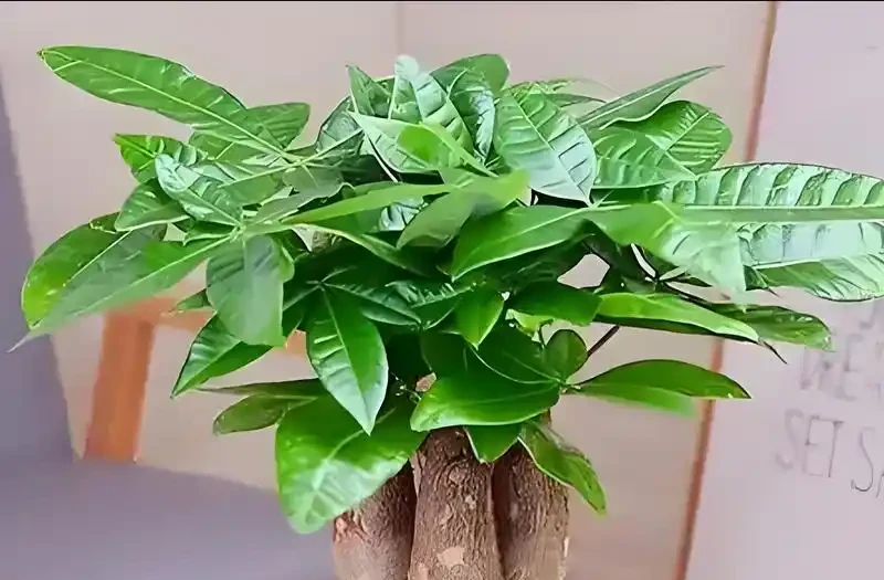 發財樹總黃葉?避開4個「坑」,新芽猛躥根系壯,葉子油綠髮亮!