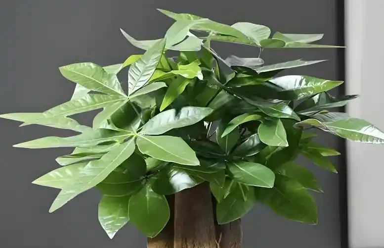 發財樹總黃葉?避開4個「坑」,新芽猛躥根系壯,葉子油綠髮亮!
